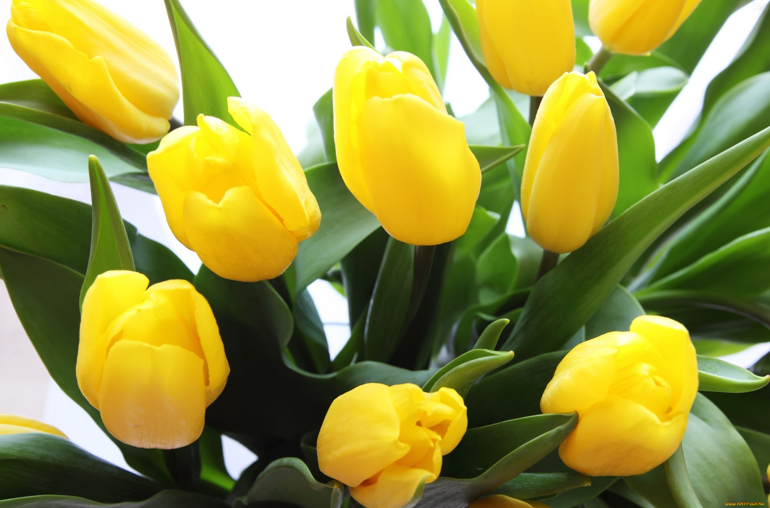 Желтые тюльпаны обои